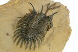 Spiny Trident Walliserops Trilobite - Foum Zguid, Morocco #344457-4